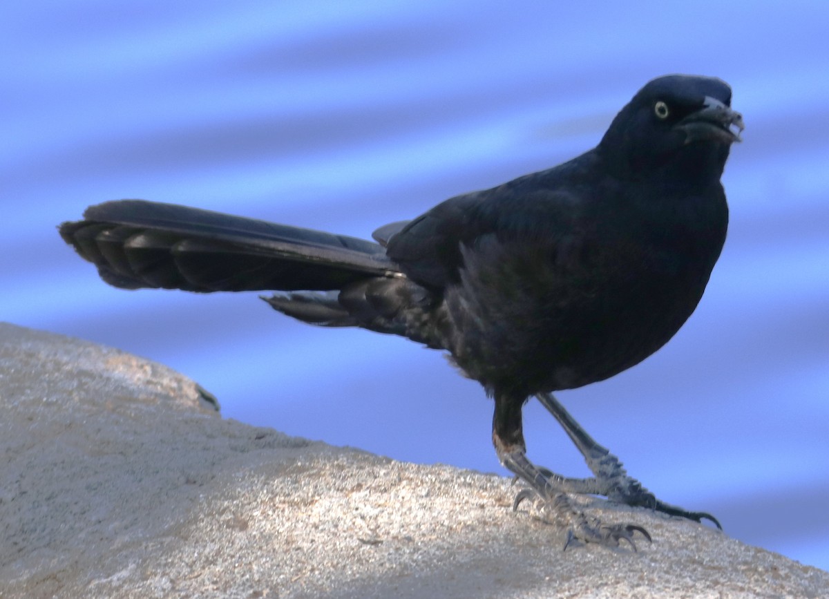 Great-tailed Grackle - ML620124231