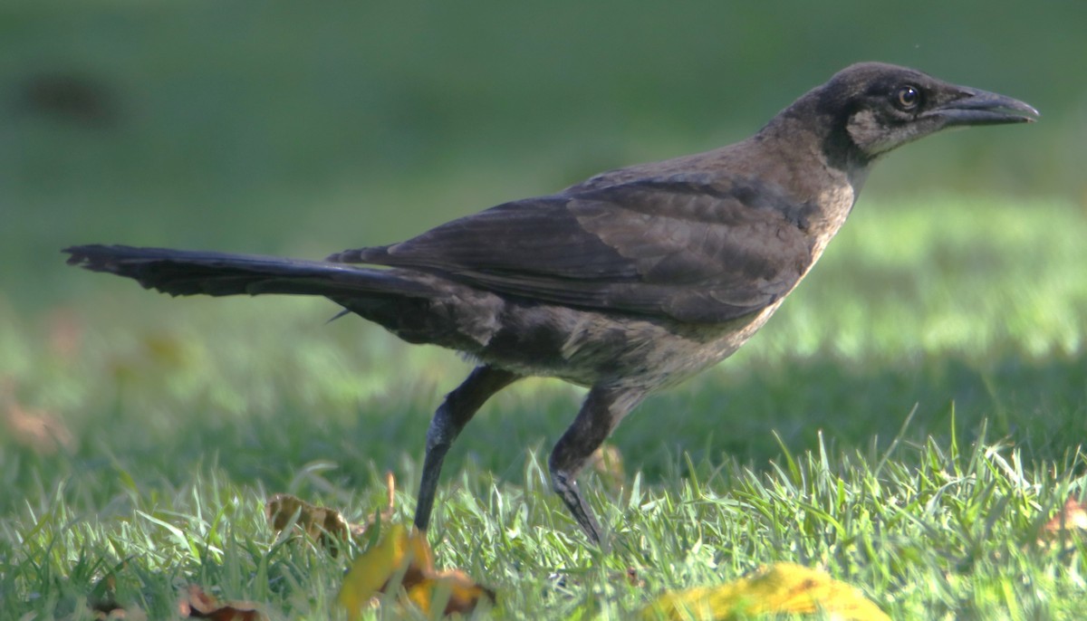 Great-tailed Grackle - ML620124232