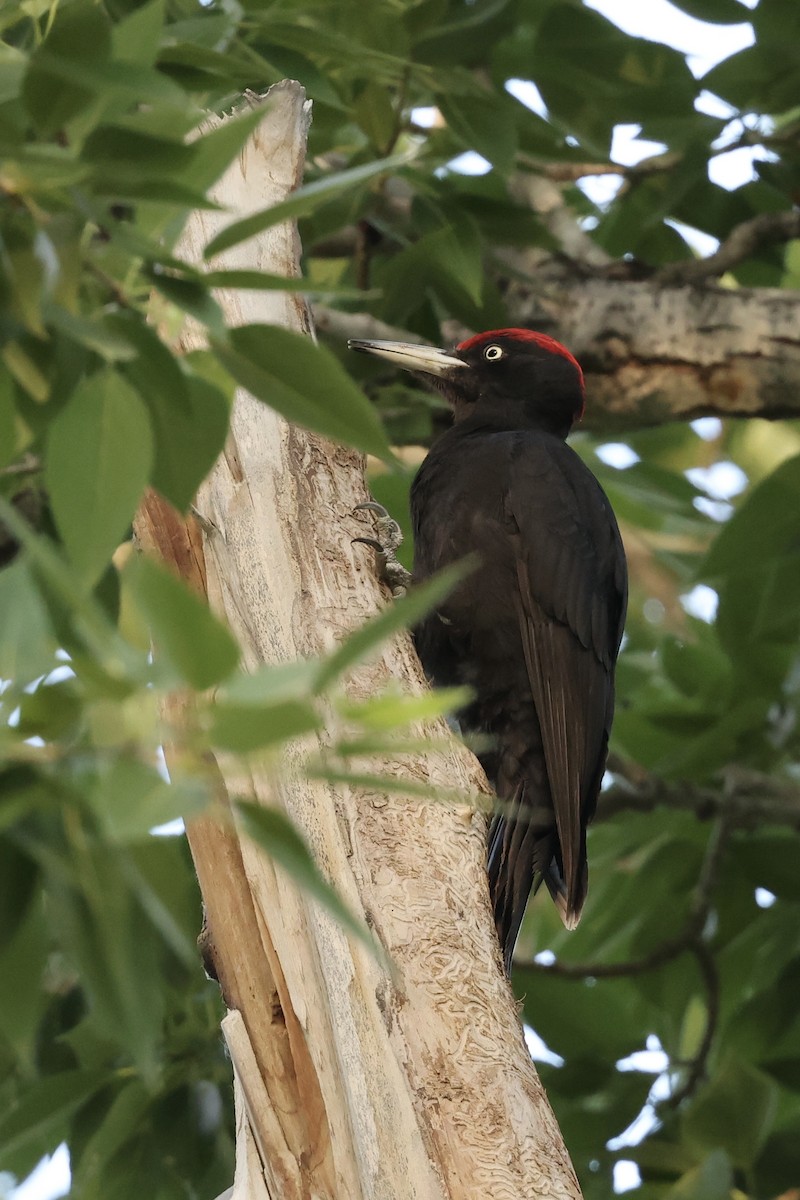 Black Woodpecker - ML620124239