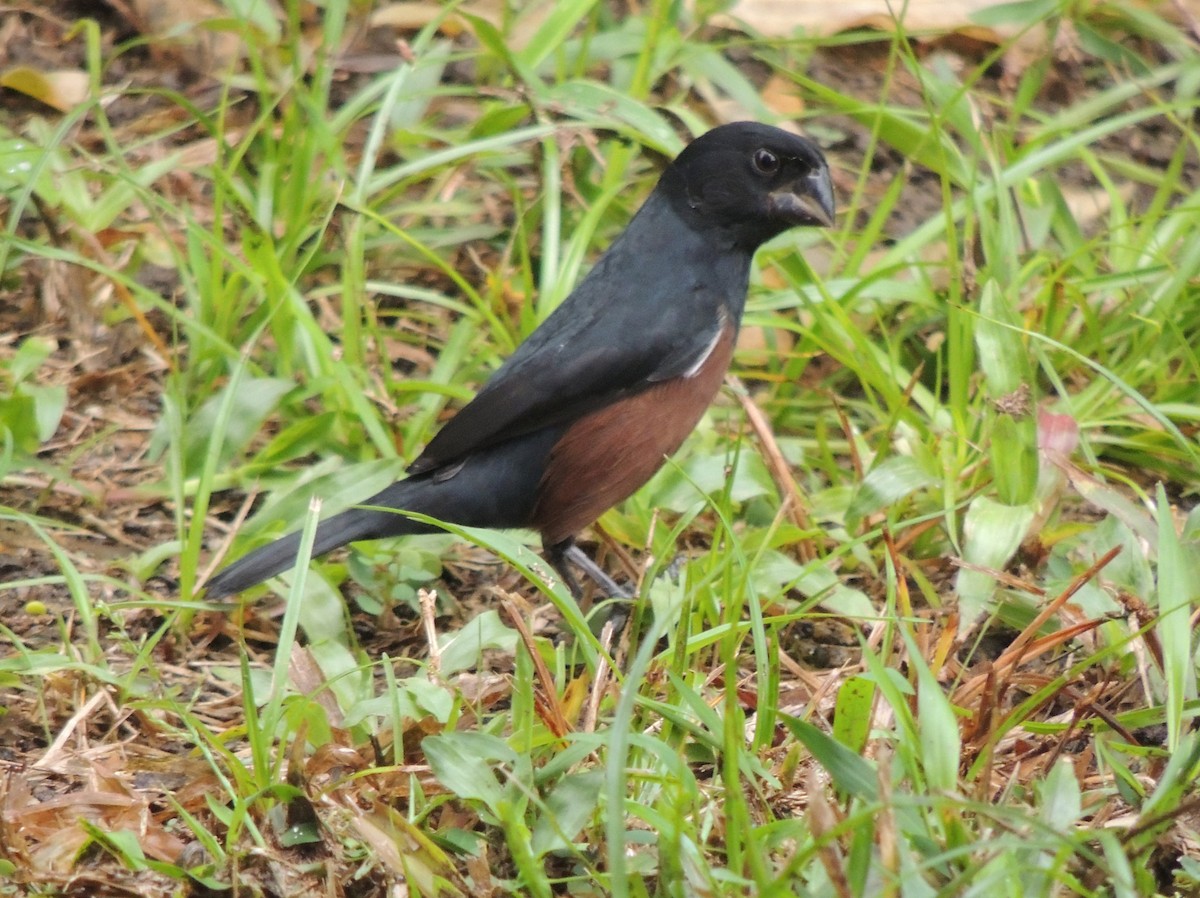 Chestnut-bellied Seed-Finch - ML620124242