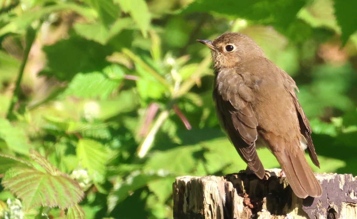 Swainson's Thrush - ML620124260