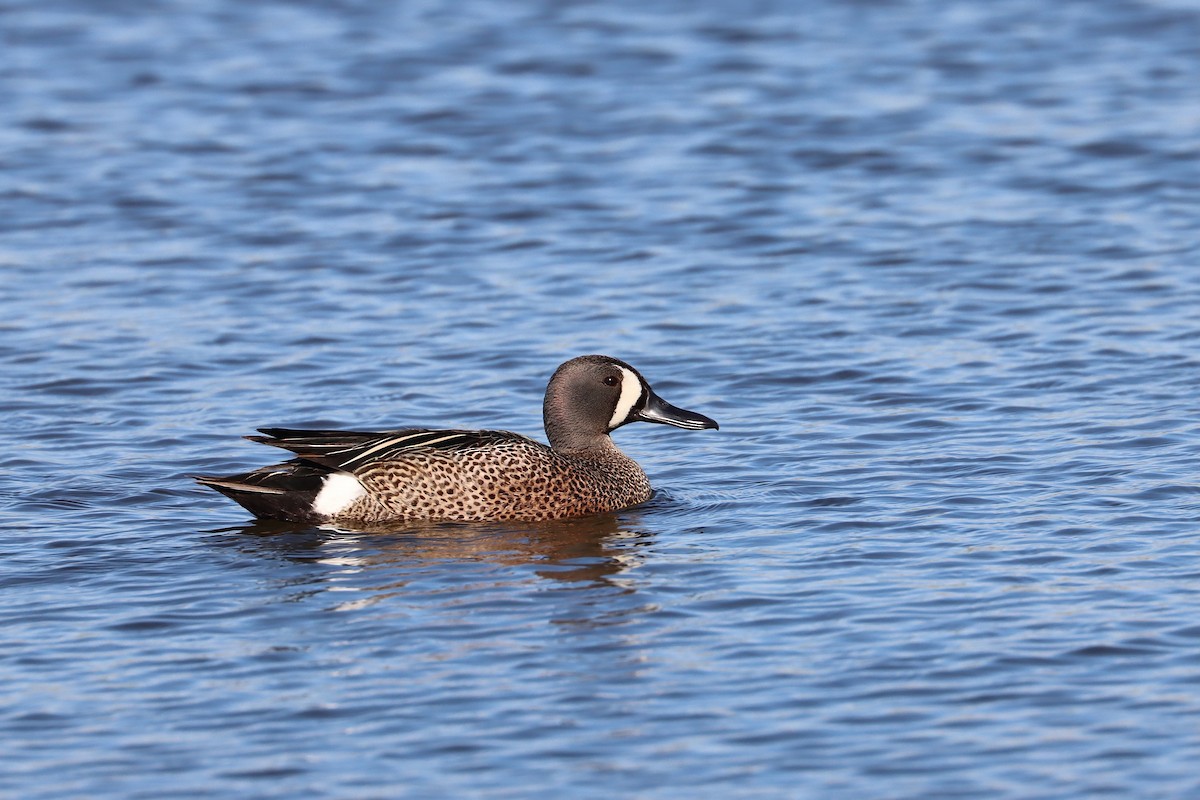 Blue-winged Teal - ML620124266