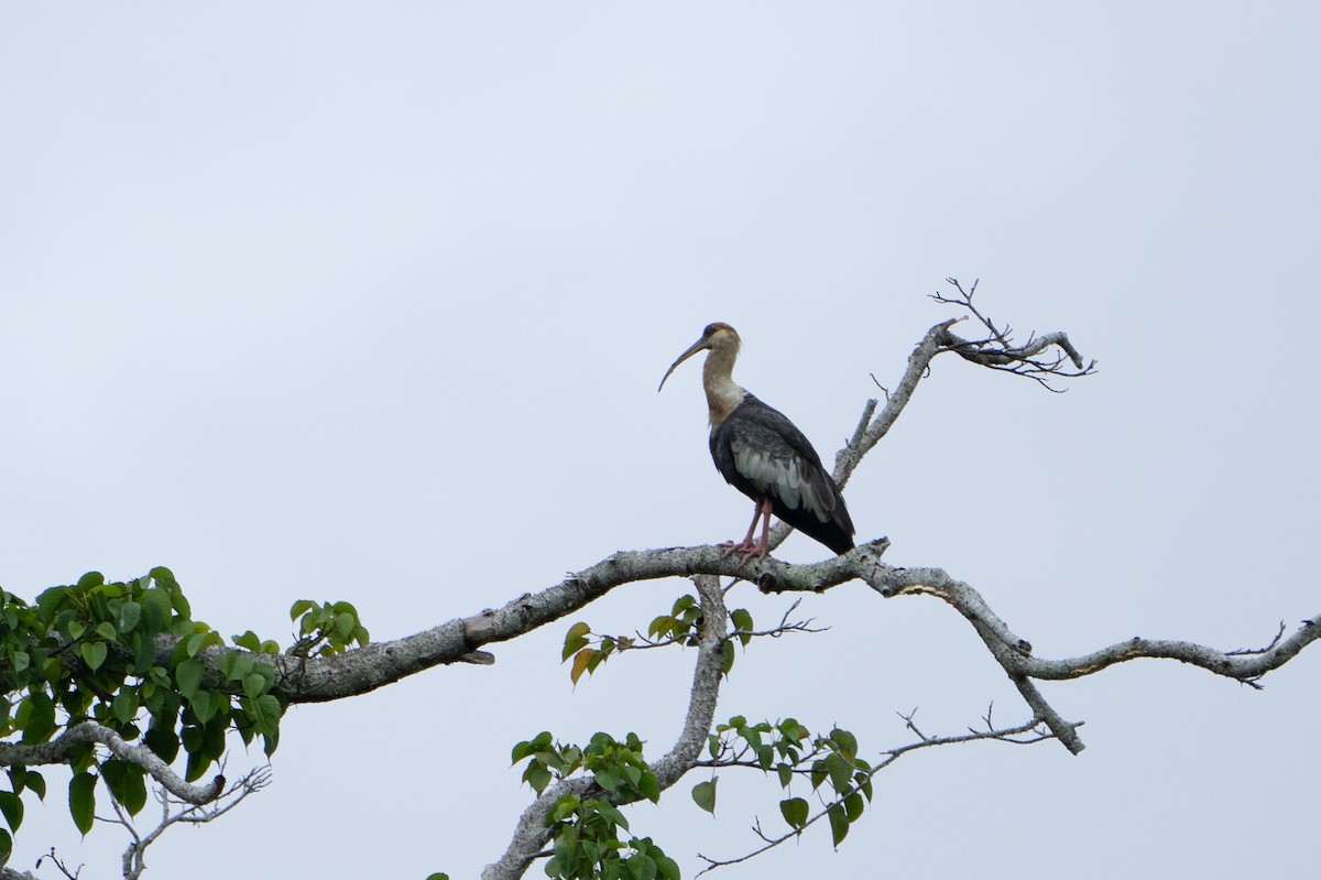 ibis bělokřídlý - ML620124297