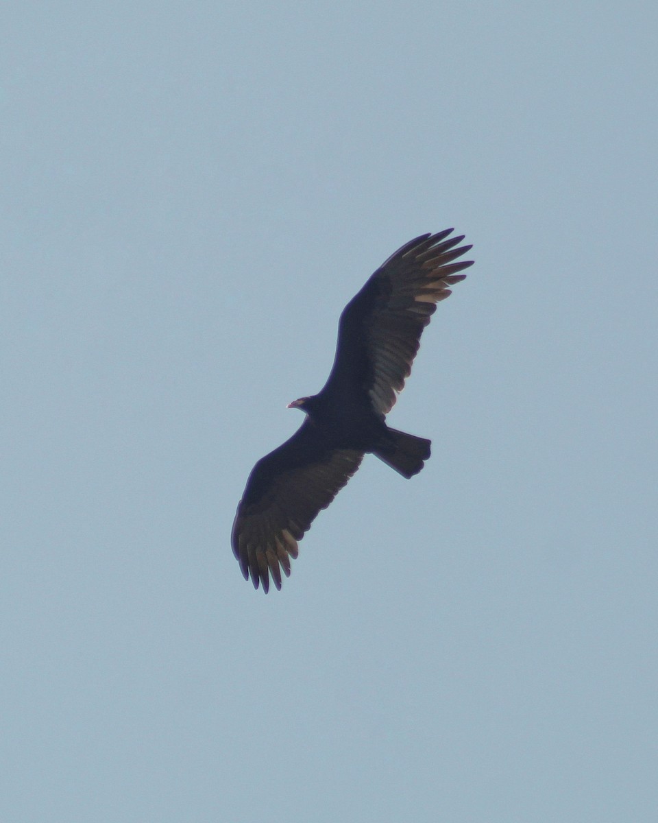 Lesser Yellow-headed Vulture - ML620124299