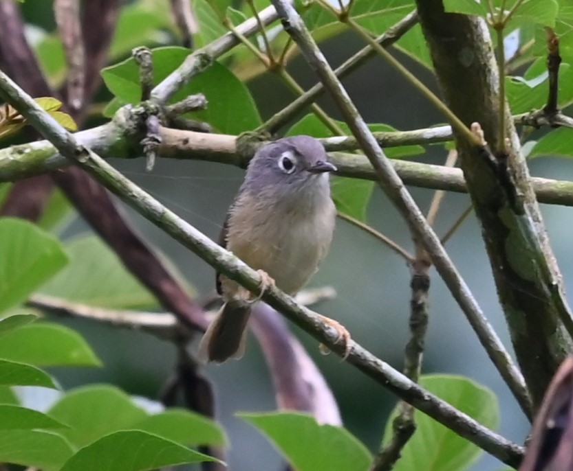 Morrison's Fulvetta - ML620124302