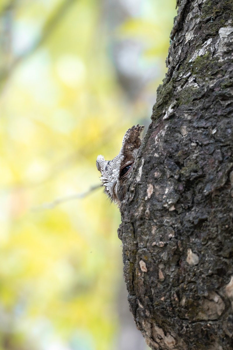 Collared Scops-Owl - ML620124307