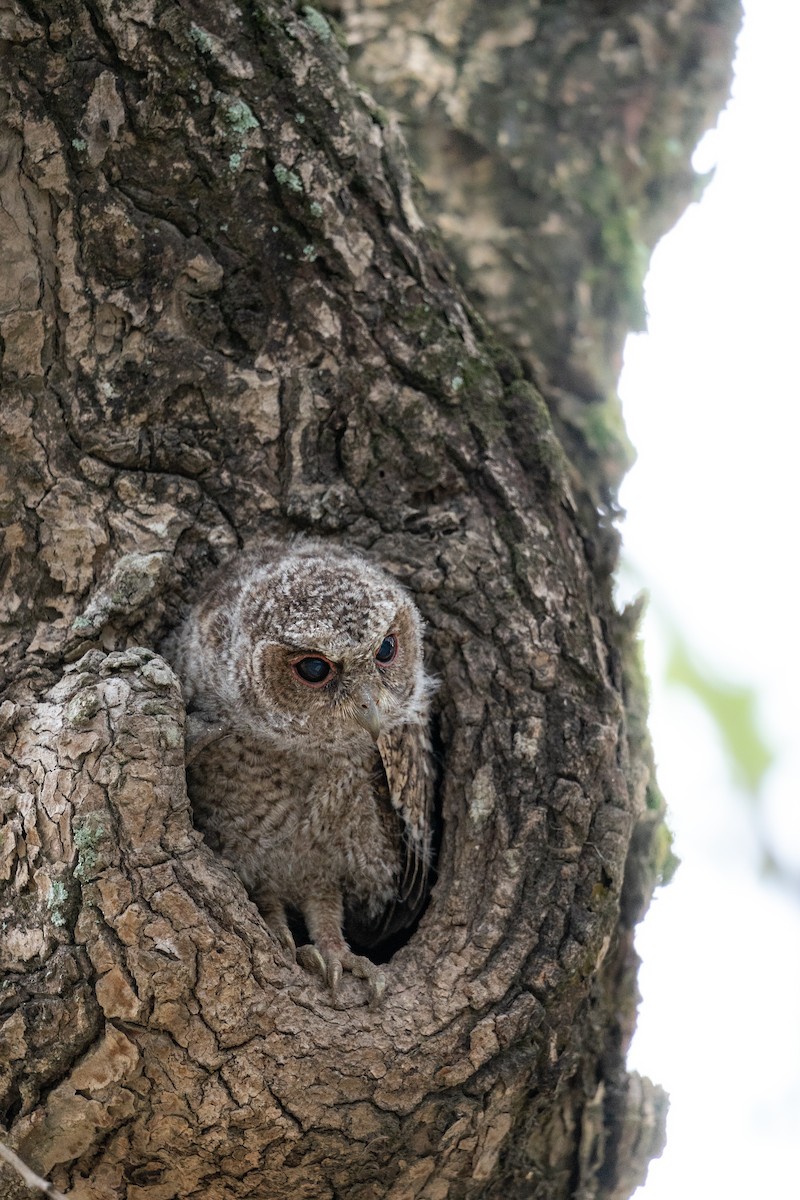 Collared Scops-Owl - ML620124309