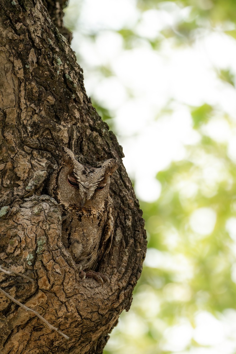 Collared Scops-Owl - ML620124310