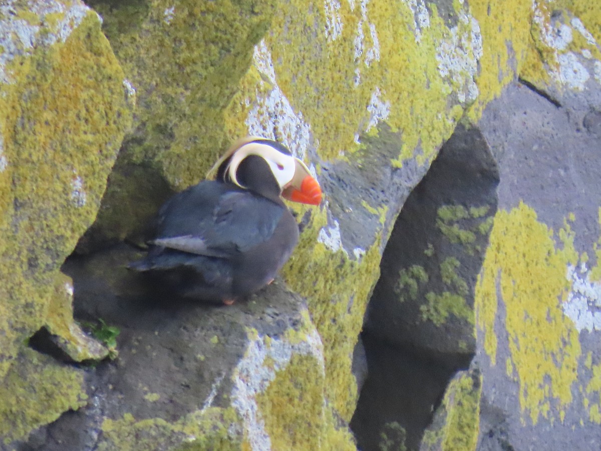 Tufted Puffin - ML620124311