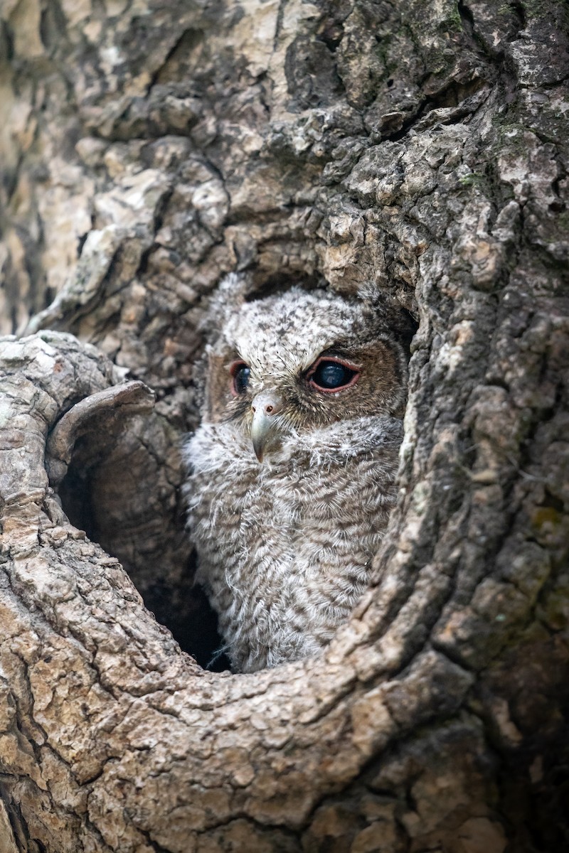 Collared Scops-Owl - ML620124312