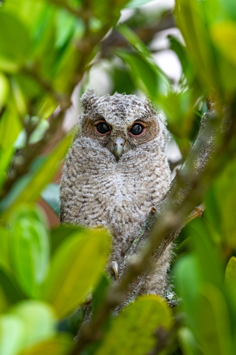 Collared Scops-Owl - ML620124314