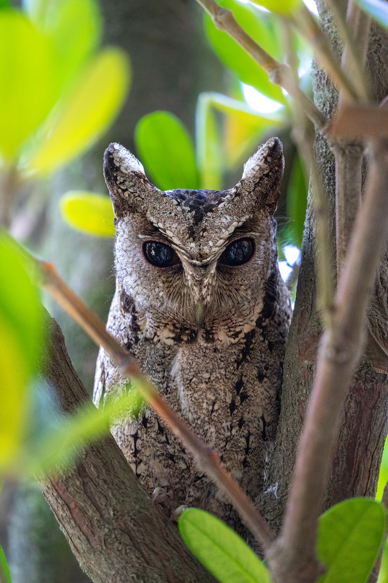 Collared Scops-Owl - ML620124315