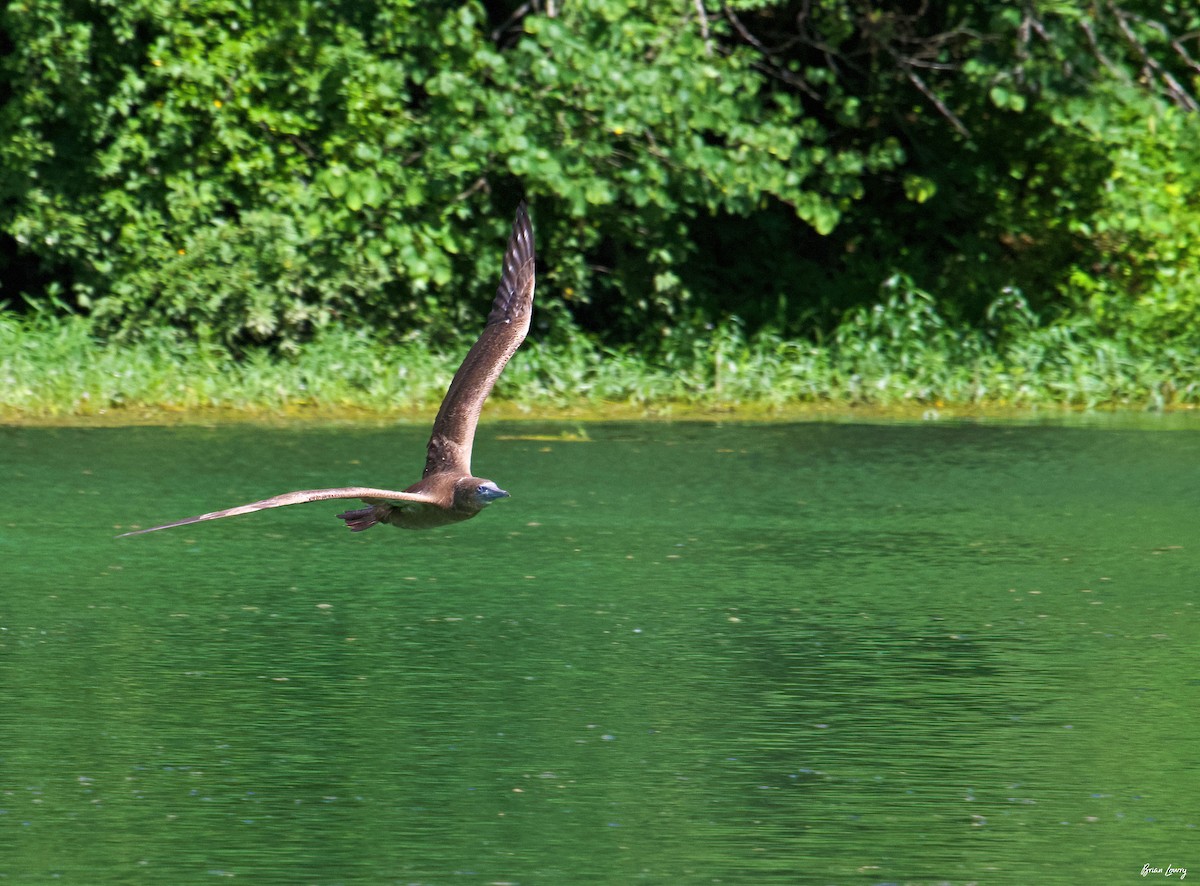 Brown Booby - ML620124328