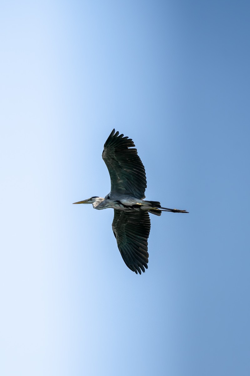 Gray Heron - ML620124331