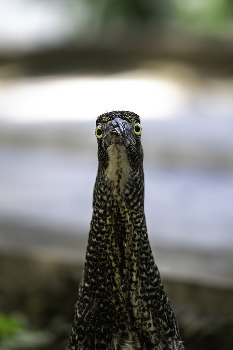 Malayan Night Heron - ML620124345