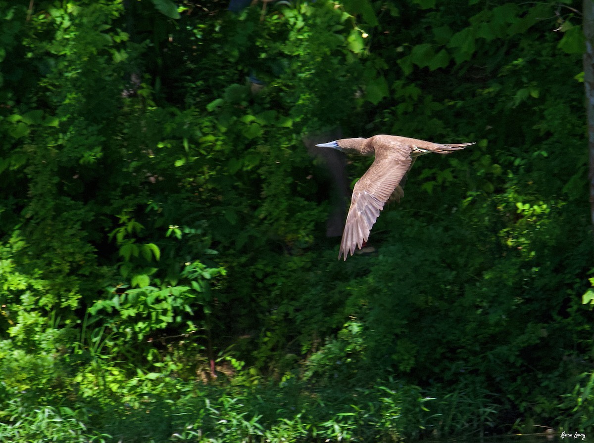 Brown Booby - Brian Lowry