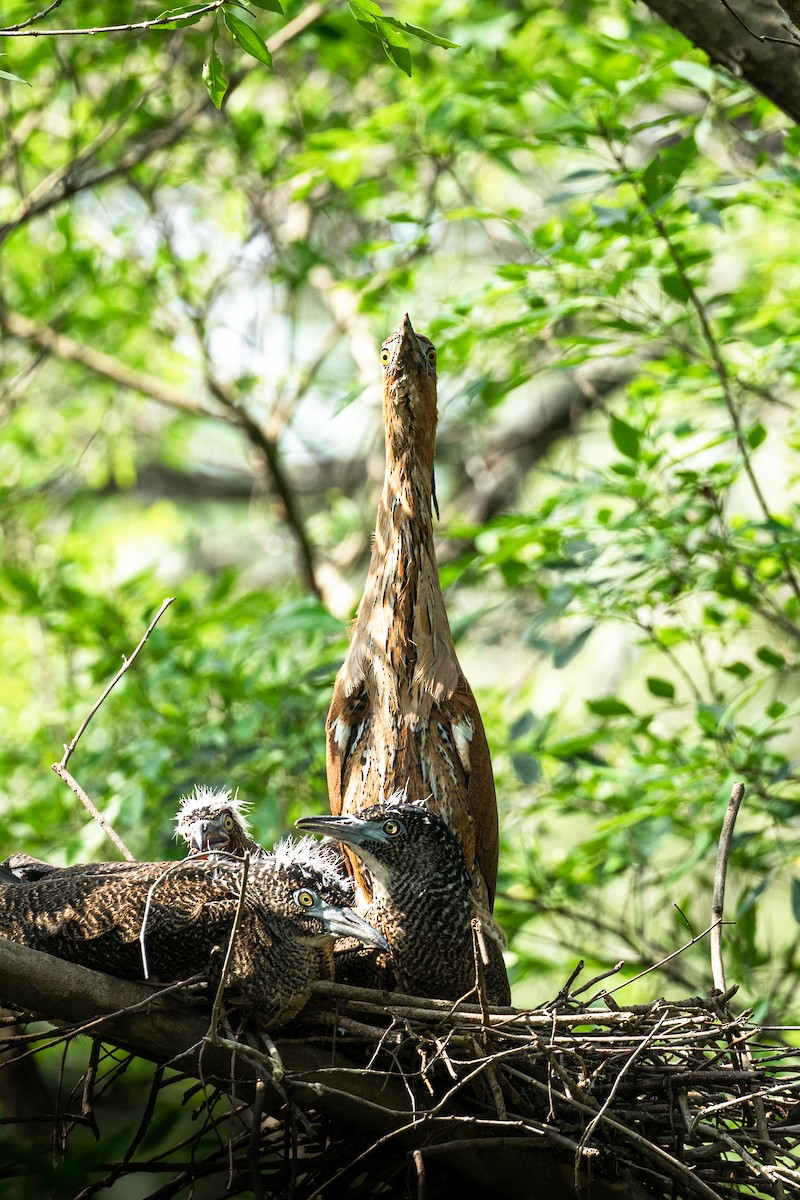 Malayan Night Heron - ML620124349