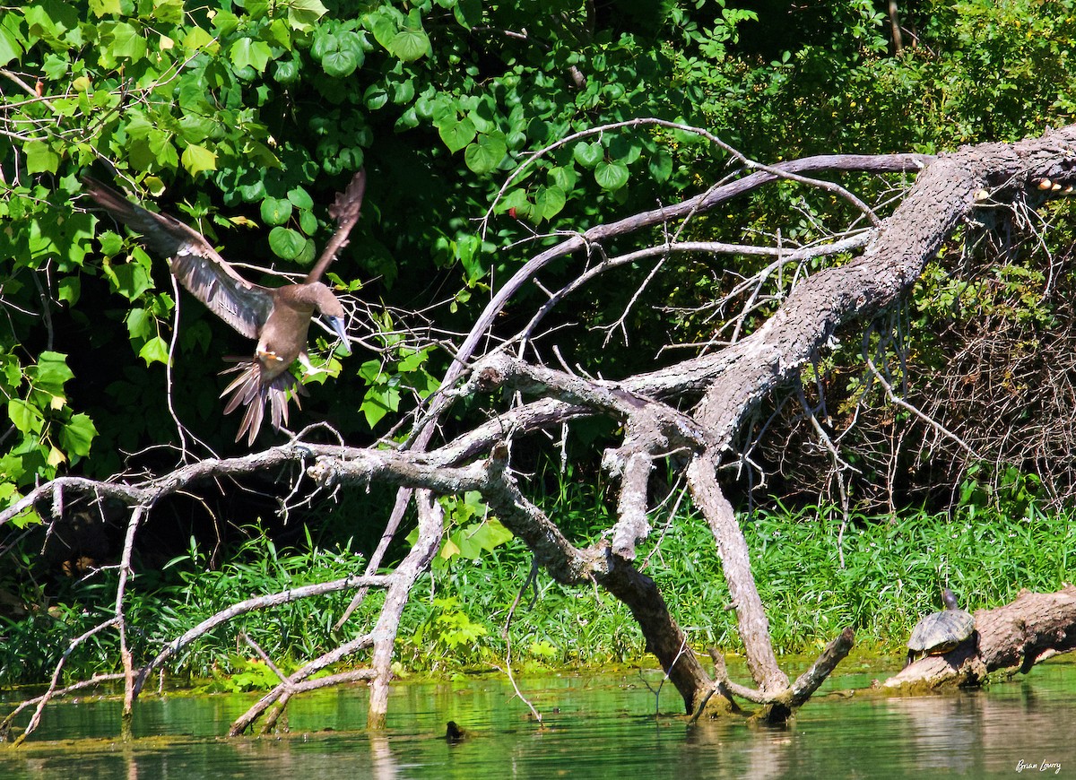 Brown Booby - ML620124356