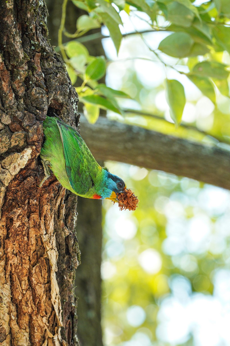 Taiwanbartvogel - ML620124362