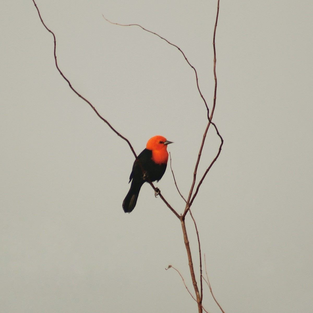 Scarlet-headed Blackbird - ML620124363