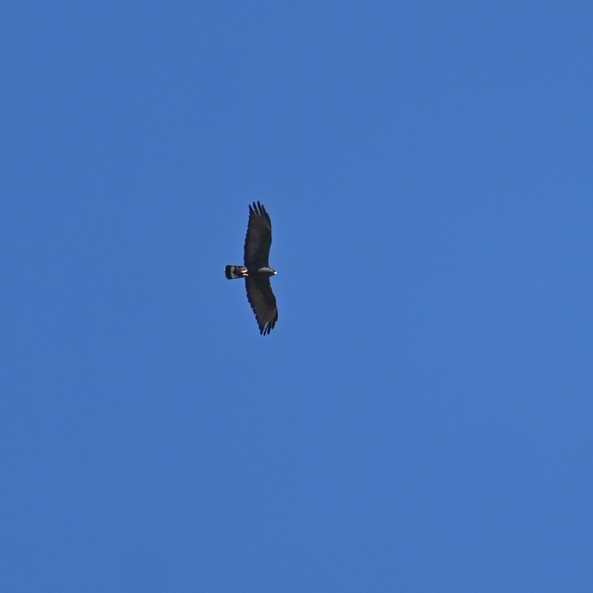 Zone-tailed Hawk - ML620124364