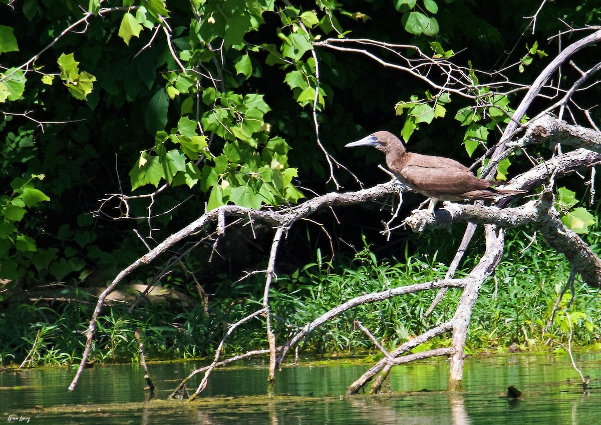 Brown Booby - ML620124365