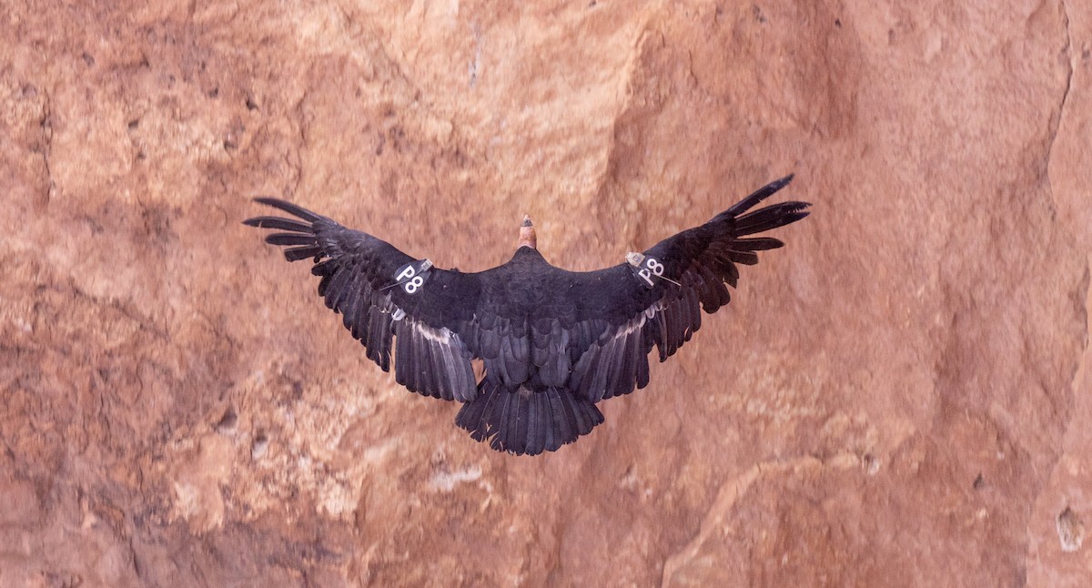 California Condor - Bruce and Linda Plakke