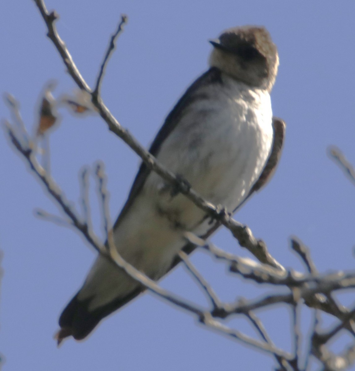 Northern Rough-winged Swallow - ML620124378