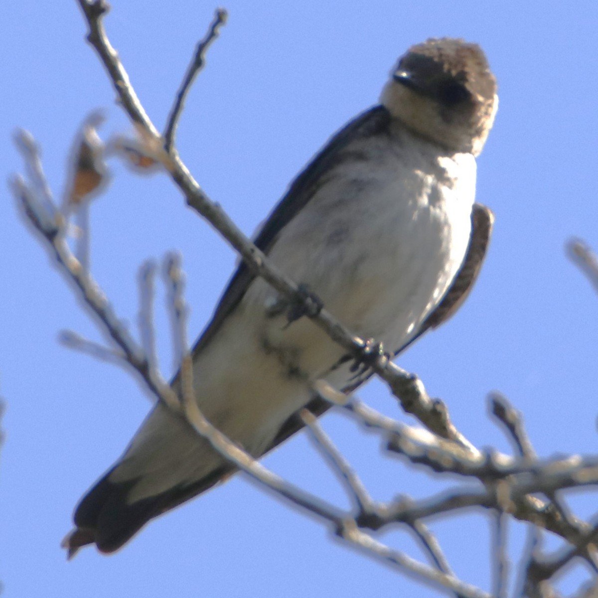 Northern Rough-winged Swallow - ML620124379