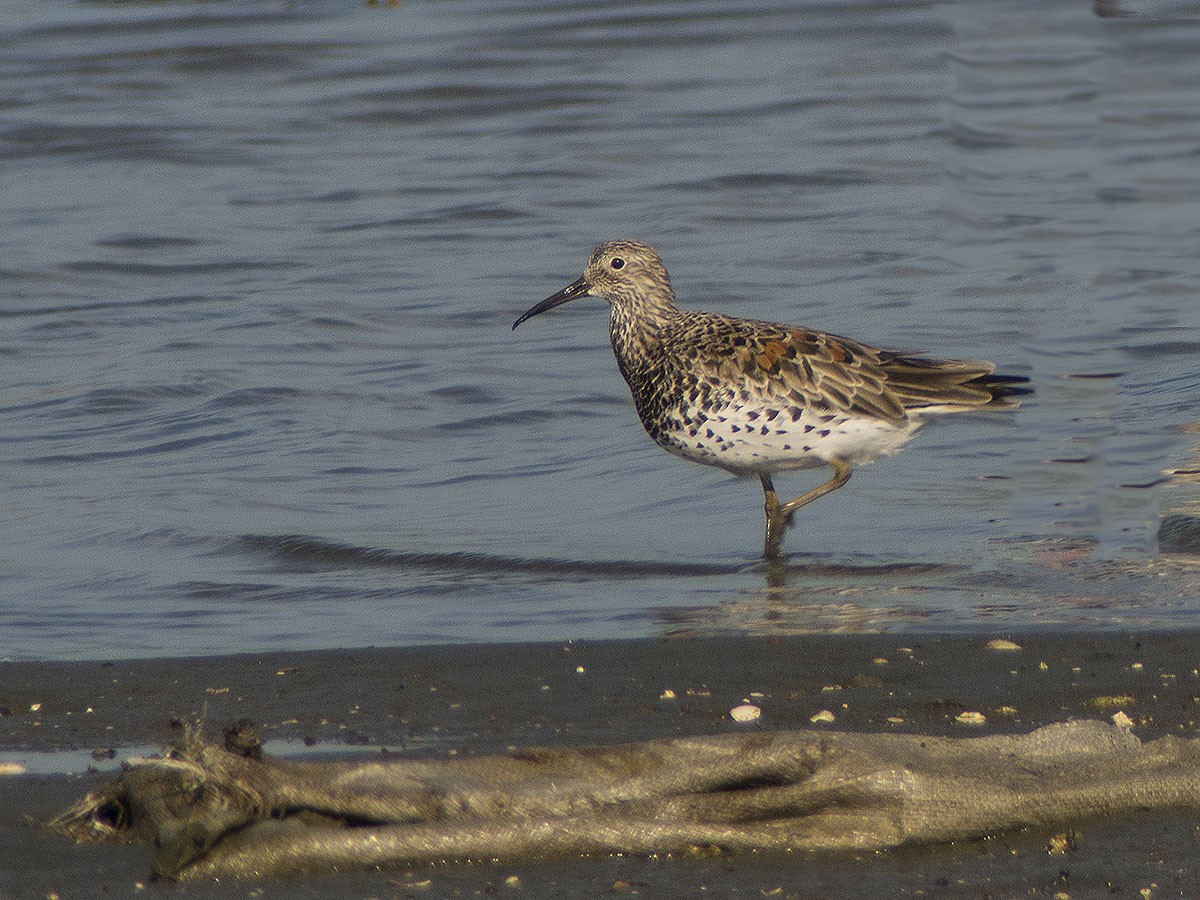 Great Knot - ML620124405