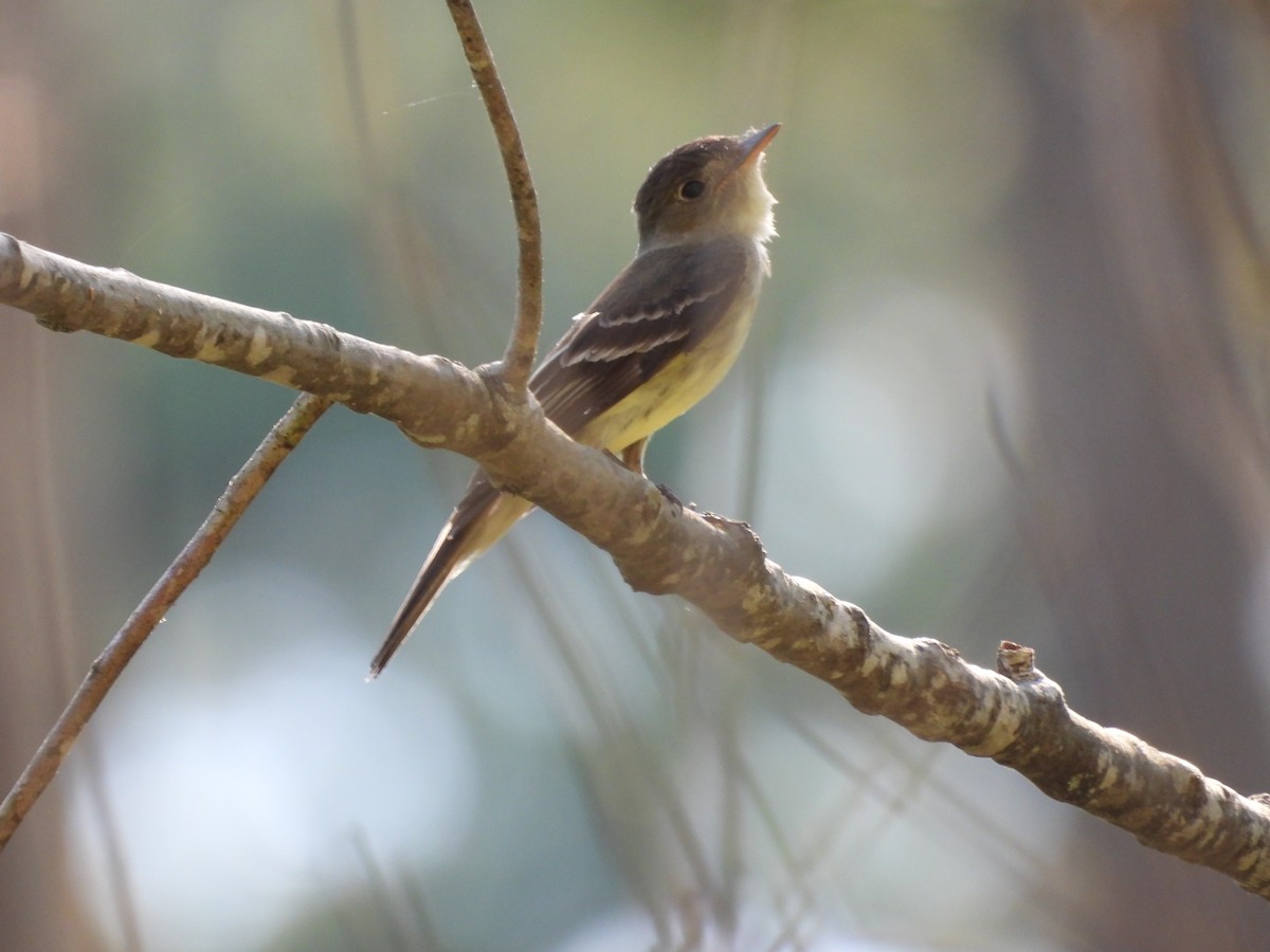 Eastern Wood-Pewee - ML620124411