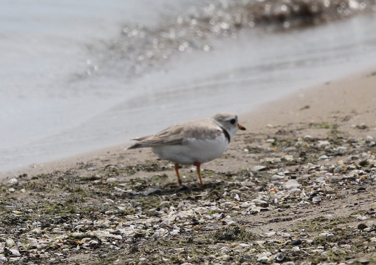 Piping Plover - ML620124414