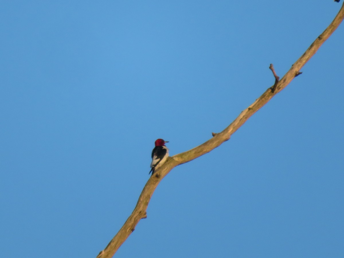 Red-headed Woodpecker - ML620124434