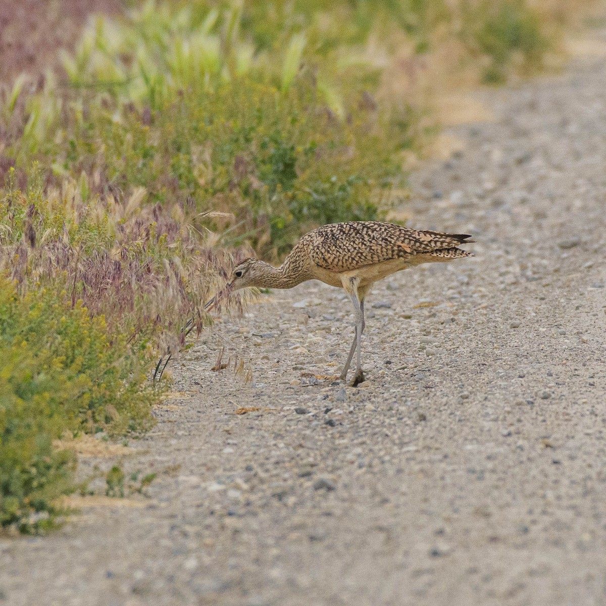 Long-billed Curlew - ML620124442