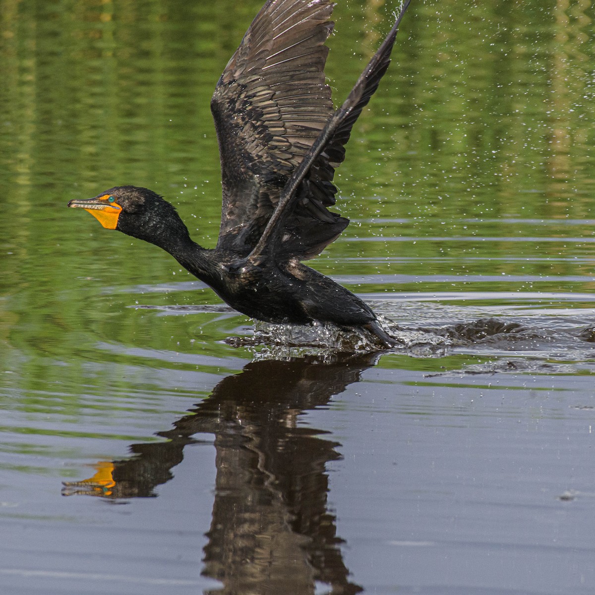 Cormoran à aigrettes - ML620124446