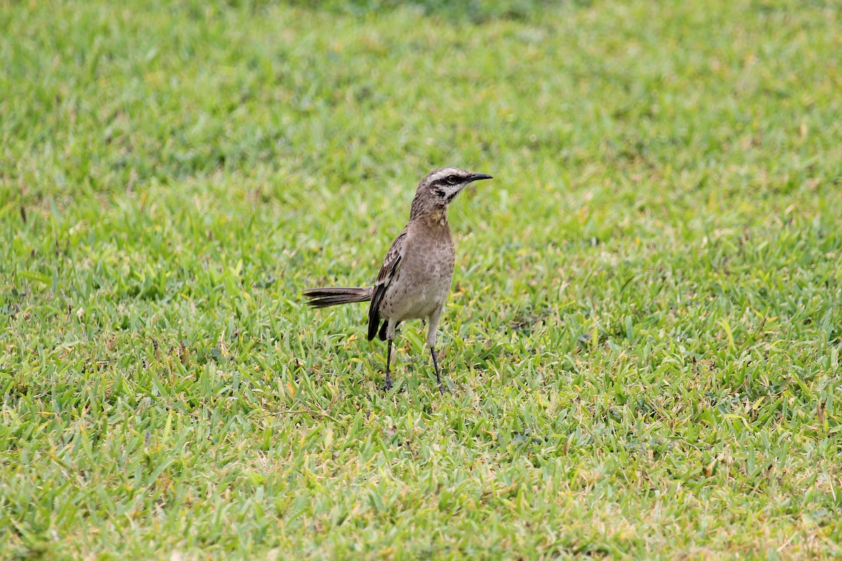 Long-tailed Mockingbird - ML620124456