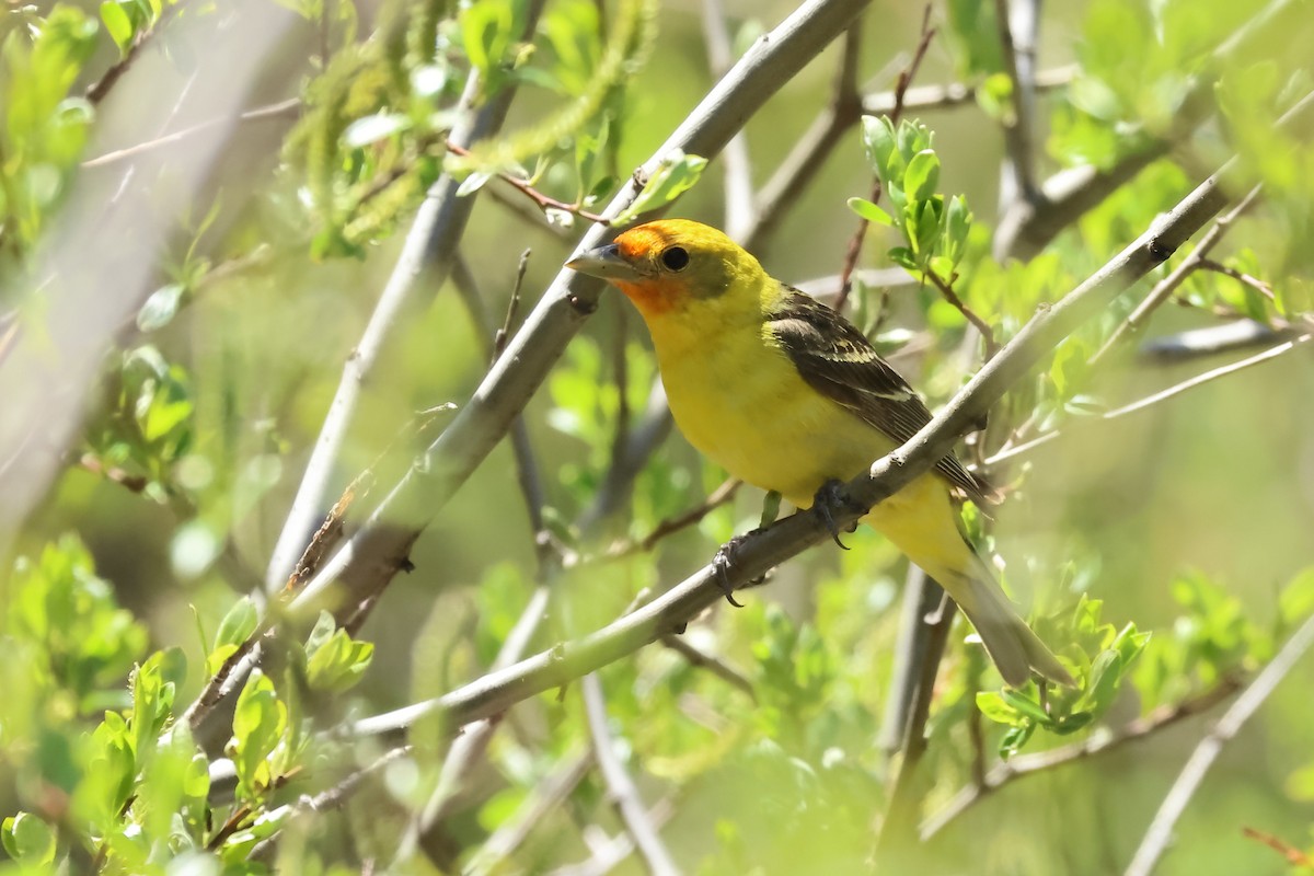 Western Tanager - ML620124457