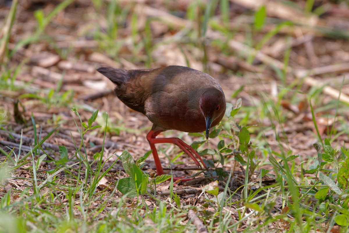 Ruddy-breasted Crake - ML620124458