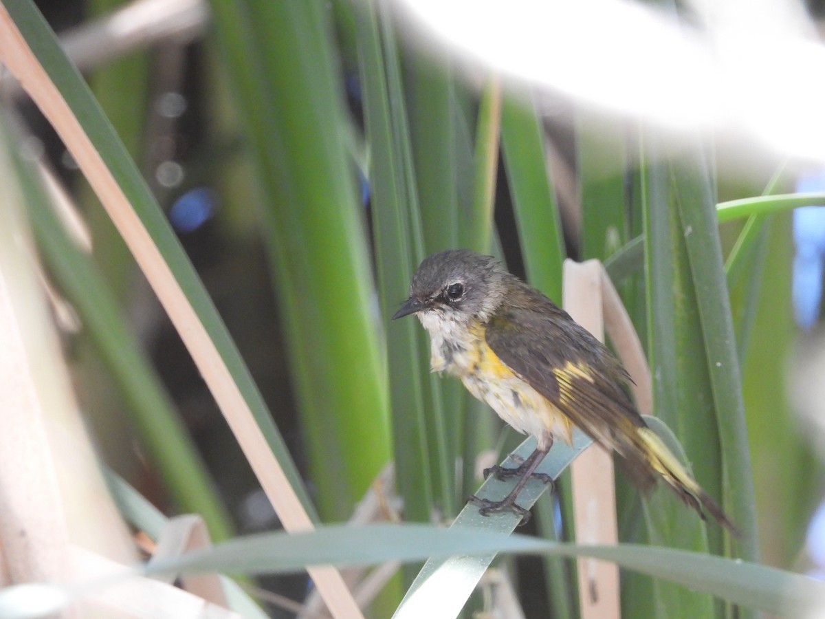 American Redstart - ML620124469