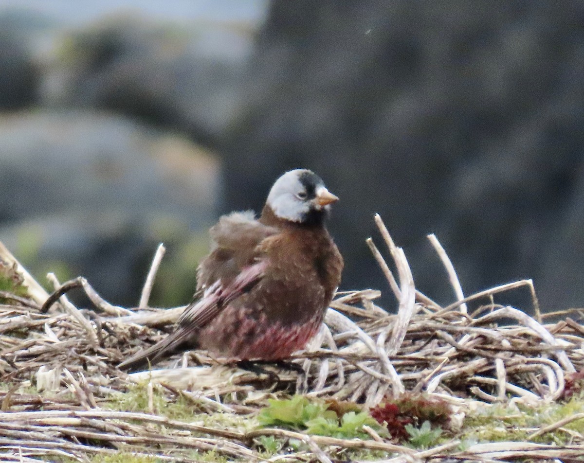 Gray-crowned Rosy-Finch (Pribilof Is.) - ML620124476
