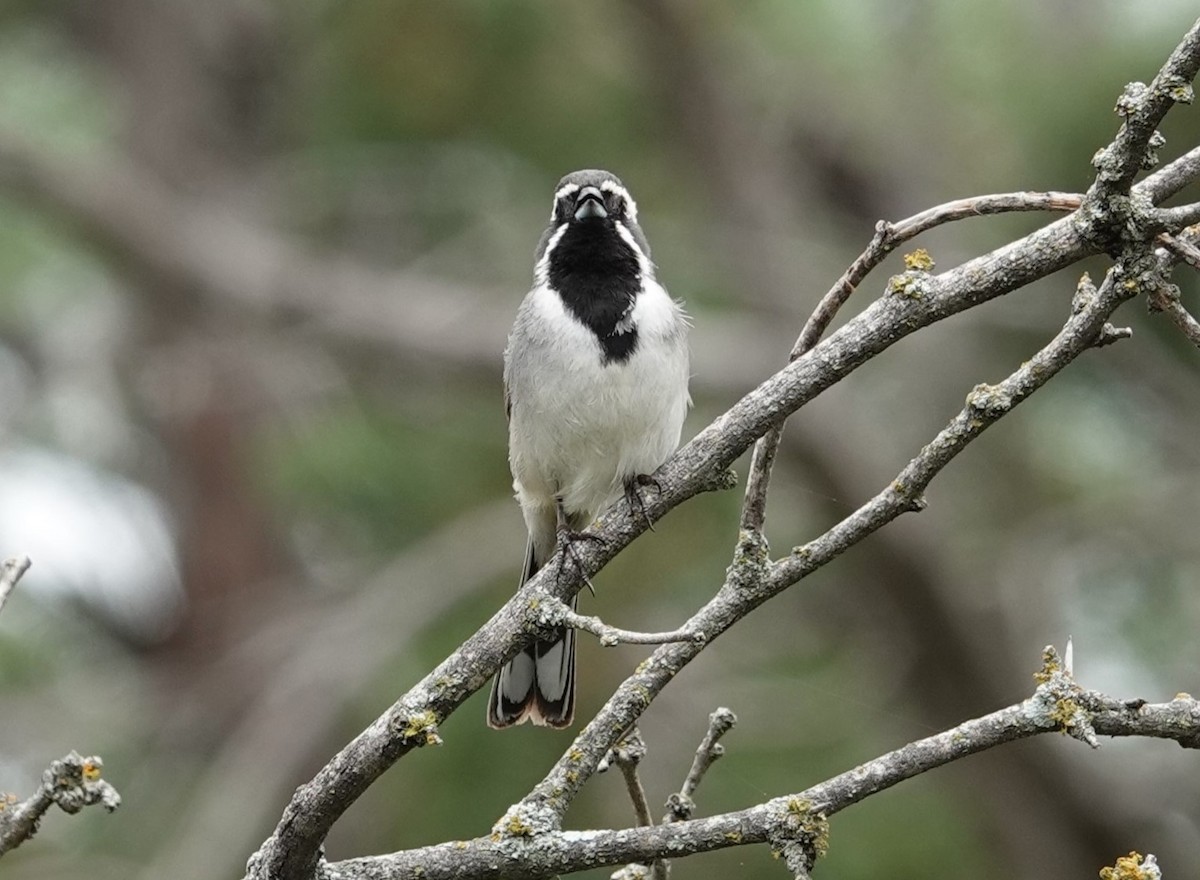 Black-throated Sparrow - ML620124478