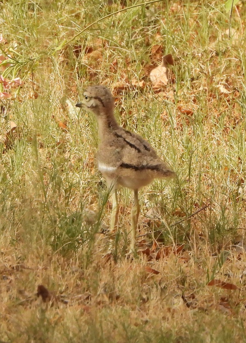 Indian Thick-knee - ML620124479