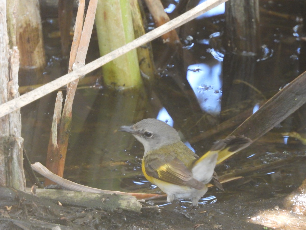 American Redstart - ML620124483