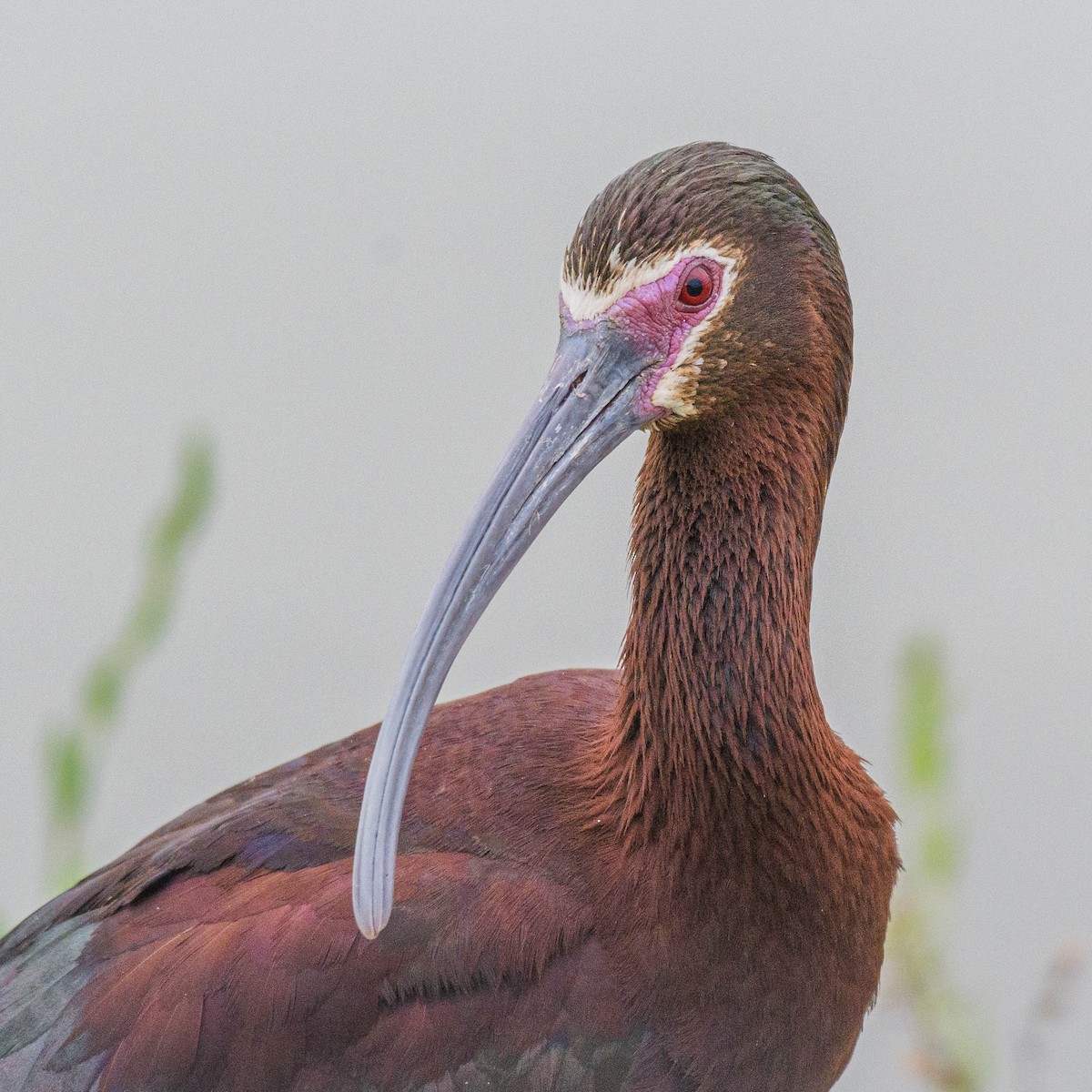 ibis americký - ML620124493
