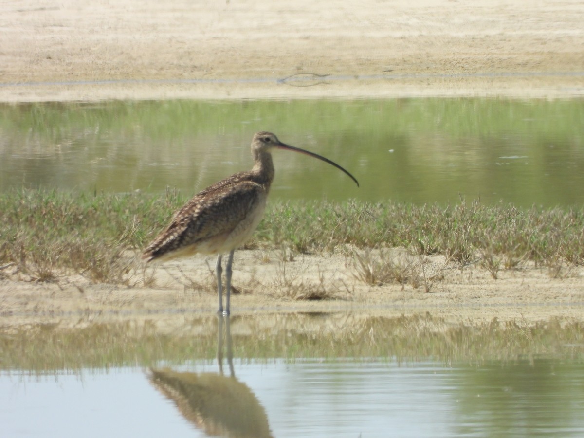 Rostbrachvogel - ML620124529