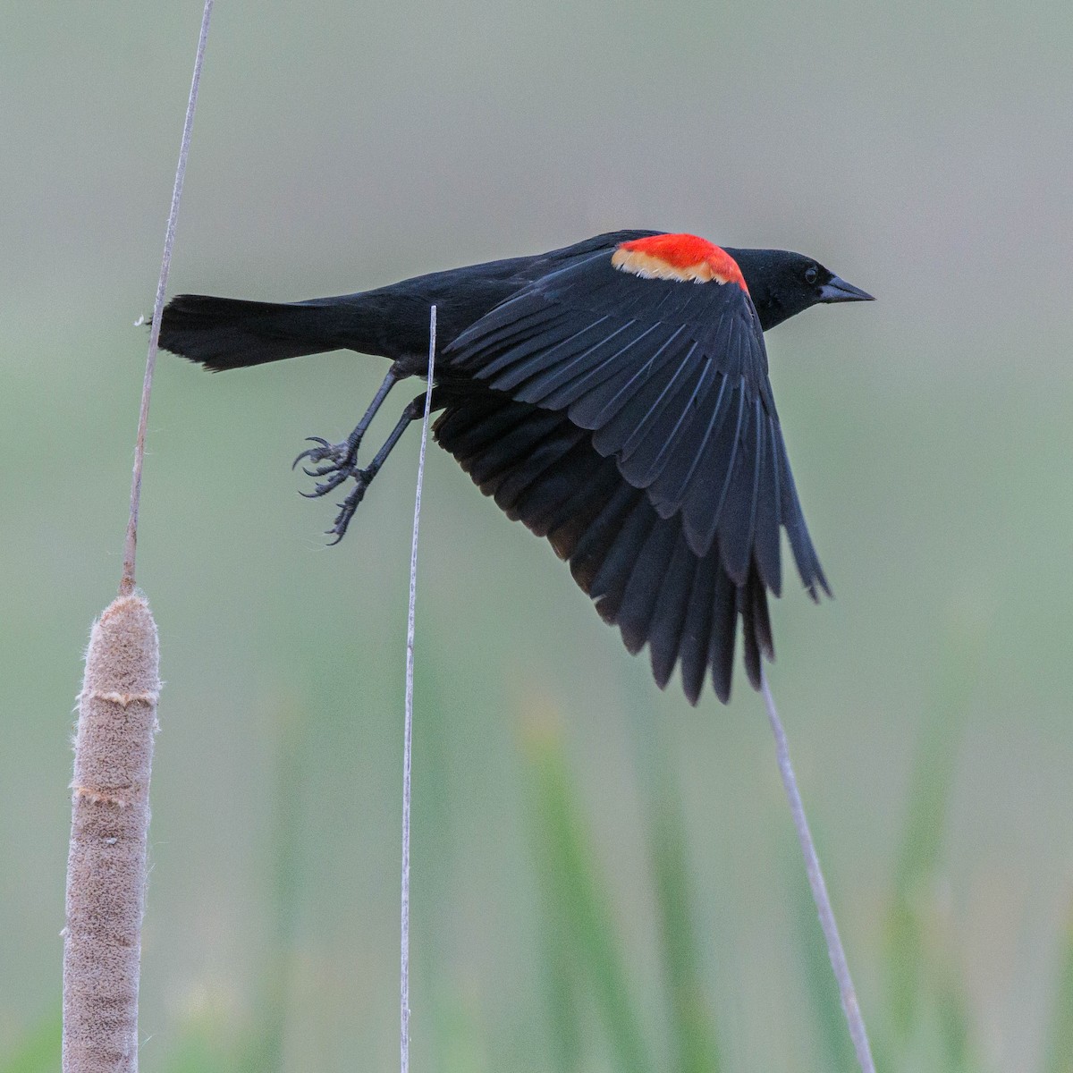 Red-winged Blackbird - ML620124530