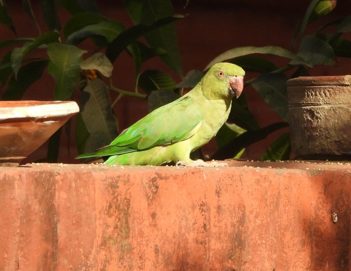 Yeşil Papağan - ML620124536