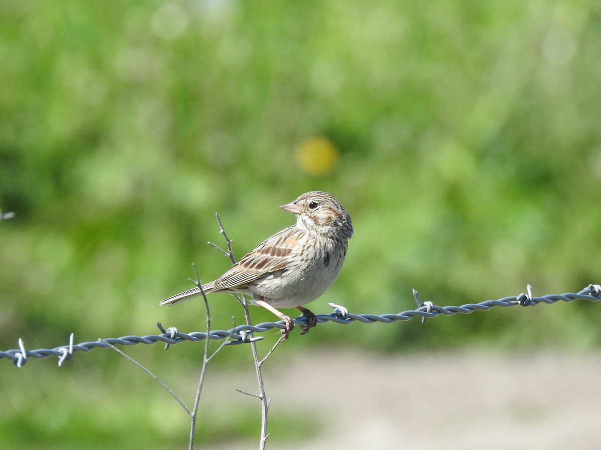 Vesper Sparrow - ML620124547