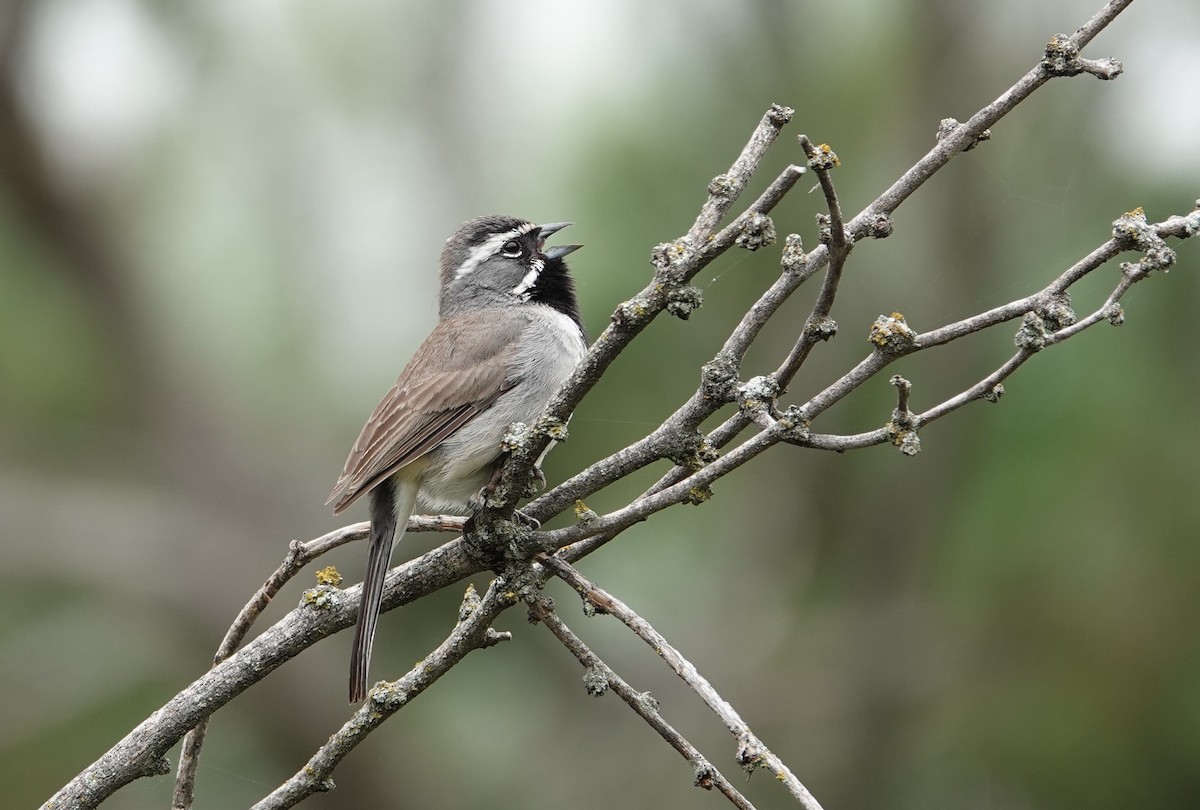 Black-throated Sparrow - ML620124550