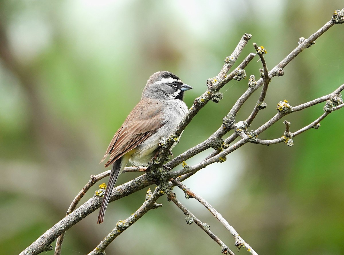 Black-throated Sparrow - ML620124553